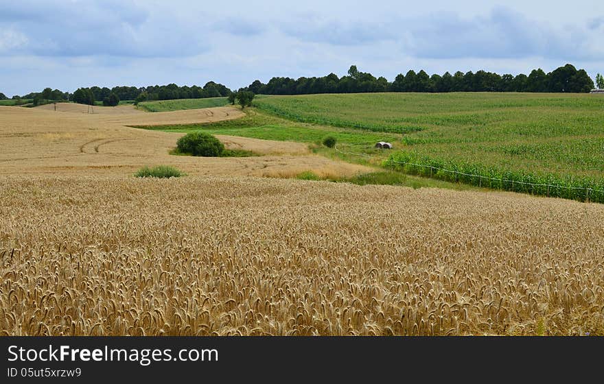 Grain and corn fields creating amazing lanscape. Grain and corn fields creating amazing lanscape