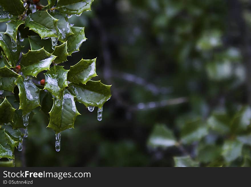 Icy Holly Branch With Copyspace