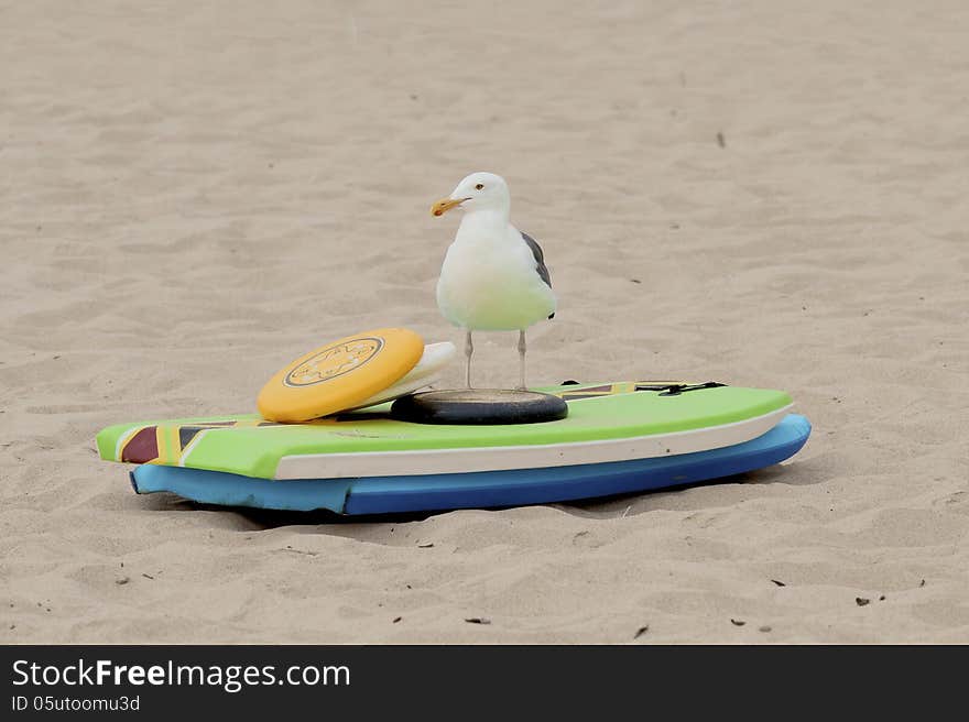 Seagull on the beach standing in front of colorful beach toys