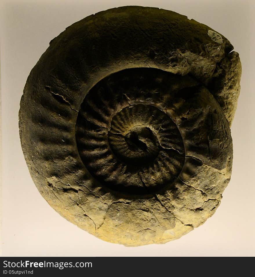 Image of an ammonite fossil