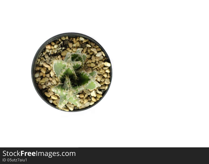 Top view of tiny potted cactus on white background