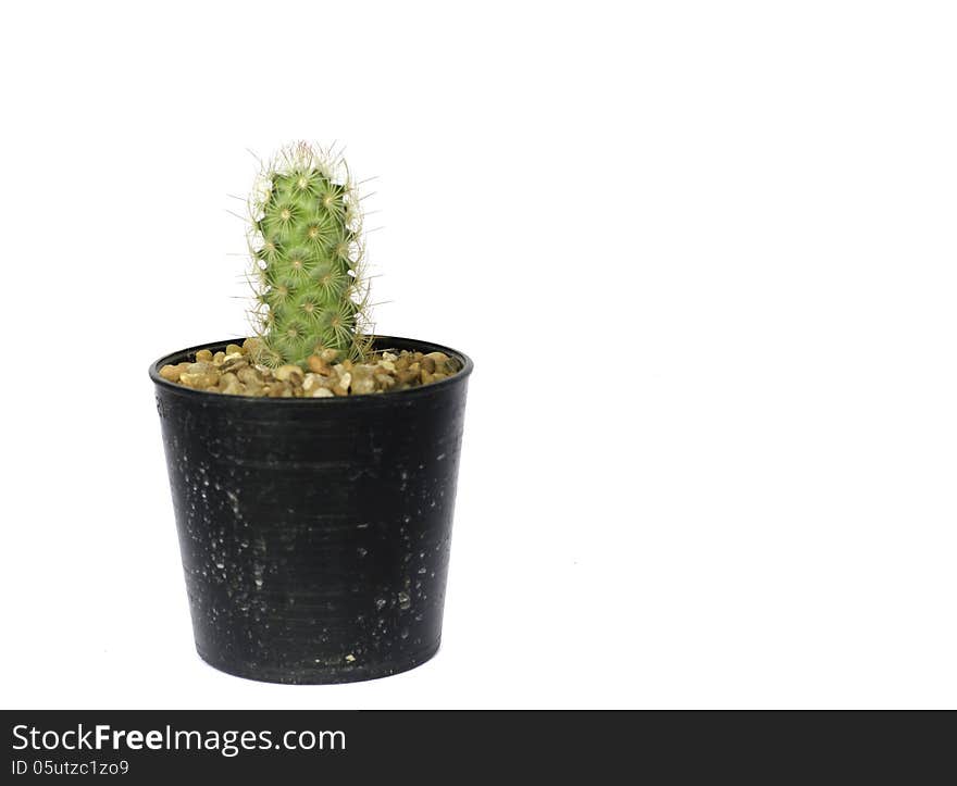 Small cactus in a pot isolated on a white background. Small cactus in a pot isolated on a white background