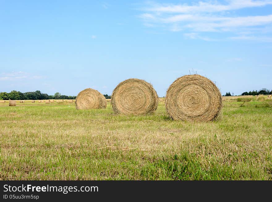 Mown Hay lying in field of stubble. Mown Hay lying in field of stubble