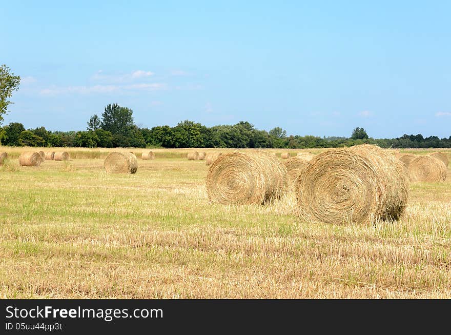 Mown Hay lying in field of stubble. Mown Hay lying in field of stubble