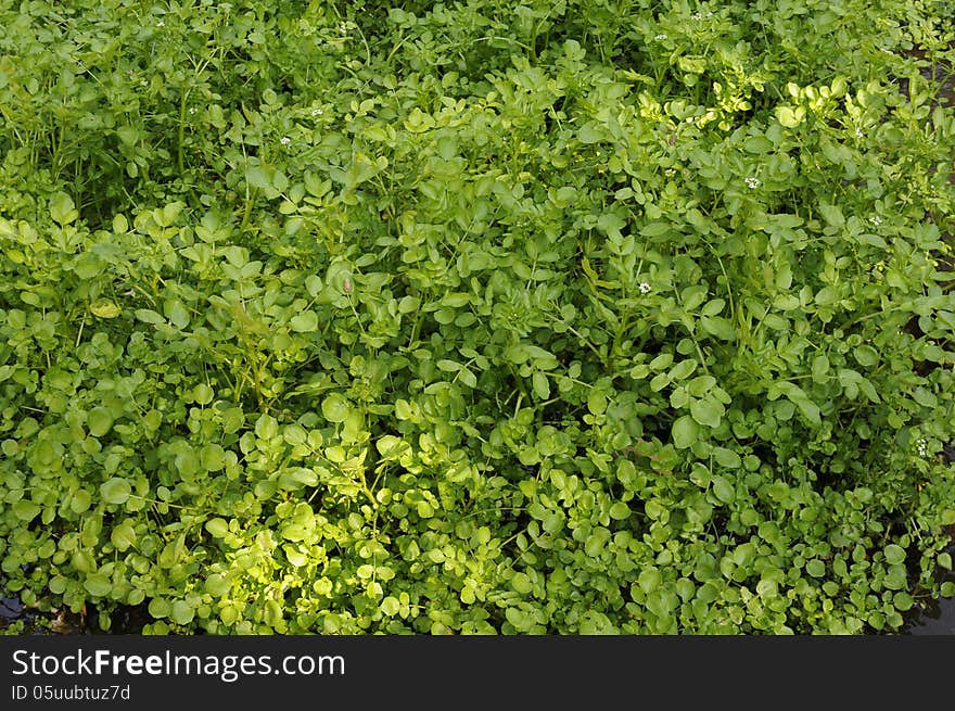 Looking straight down on low green plants and small frogs are on the leaves. Looking straight down on low green plants and small frogs are on the leaves