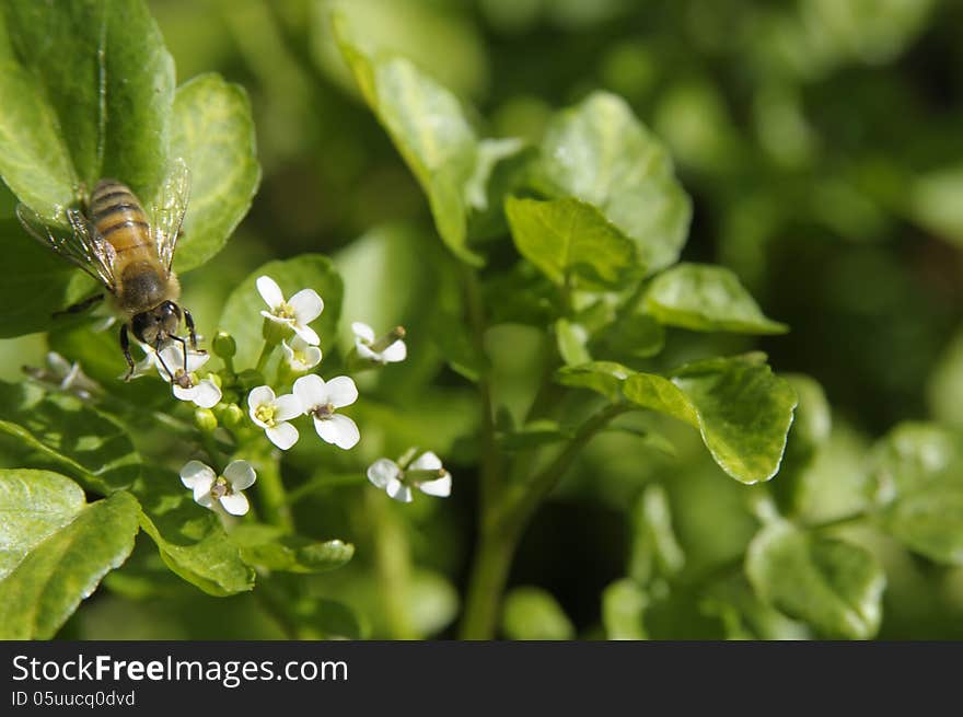 Green leaves with white flowers and a bee is busy collecting pollen. Green leaves with white flowers and a bee is busy collecting pollen