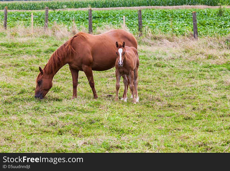 This mother horse with young horse standing in pasture, by curiosity alone the young horse looking at me