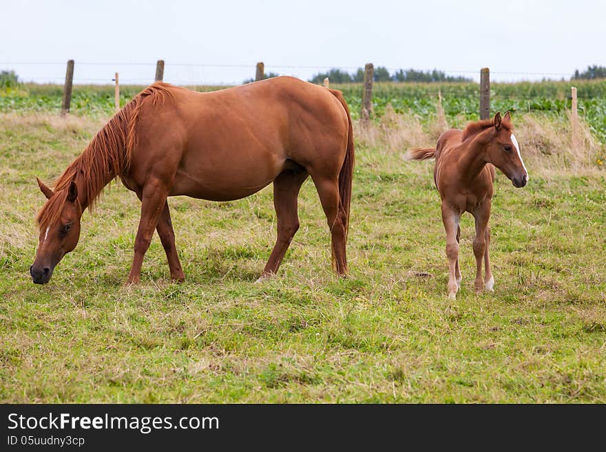 This mother horse with young horse standing in pasture, by curiosity alone the young horse looking at me