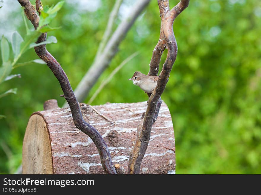 Common Whitethroat