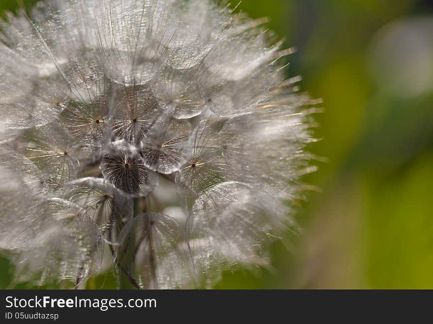 On a deserted road , I encountered this Tragopogon pratensis , he was to fly , his saw from rap have photographed this beautiful round shape