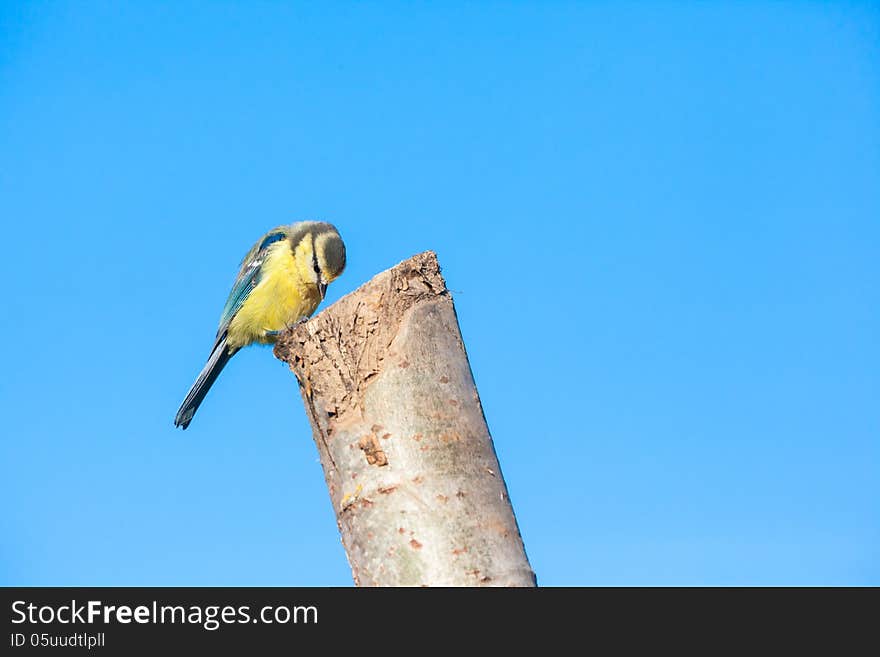 The blue tit is the bright colors a bird easily recognizable , which somewhat resembles the great tit .However, the blue tit is significantly smaller and has a blue , rather than a black crown .The bird is also recognizable by the white cheeks with the black eye stripe well.Because the blue tit very small and light, the bird can easily hang upside down on a thin branch .