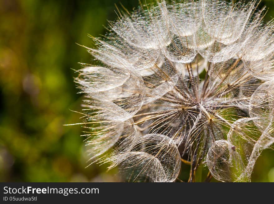 Tragopogon pratensis