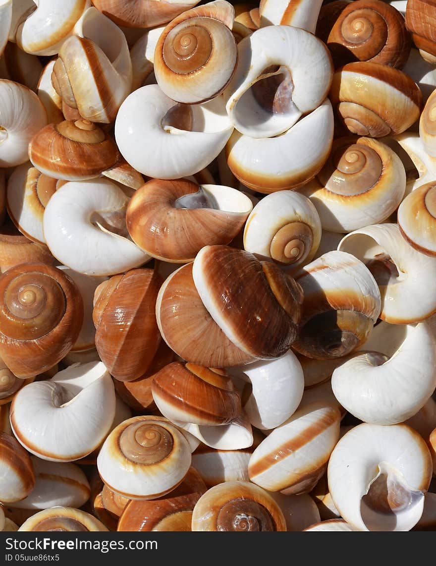 Collection of spiral sea shells background