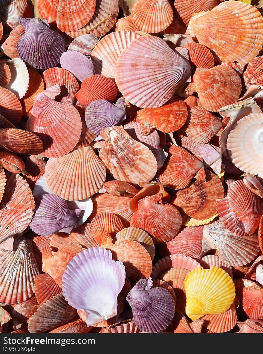 Collection of flat and colorful sea shells. Collection of flat and colorful sea shells