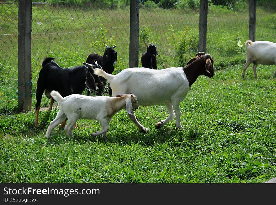 Goat Farm