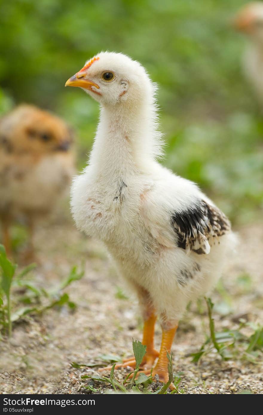 Portrait baby chick