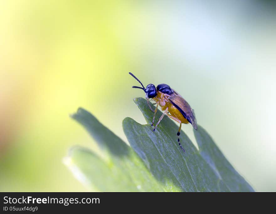 Rape Sawfly &x28;Athalia rosae &x29