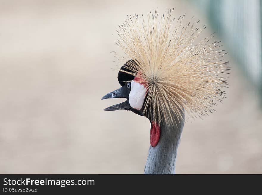 Portrait of black crowned crane