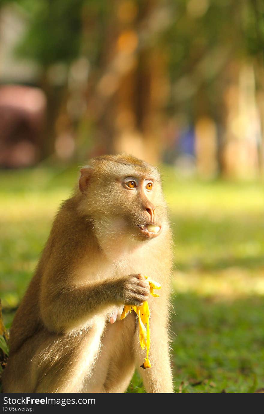 Monkey eating banana in park