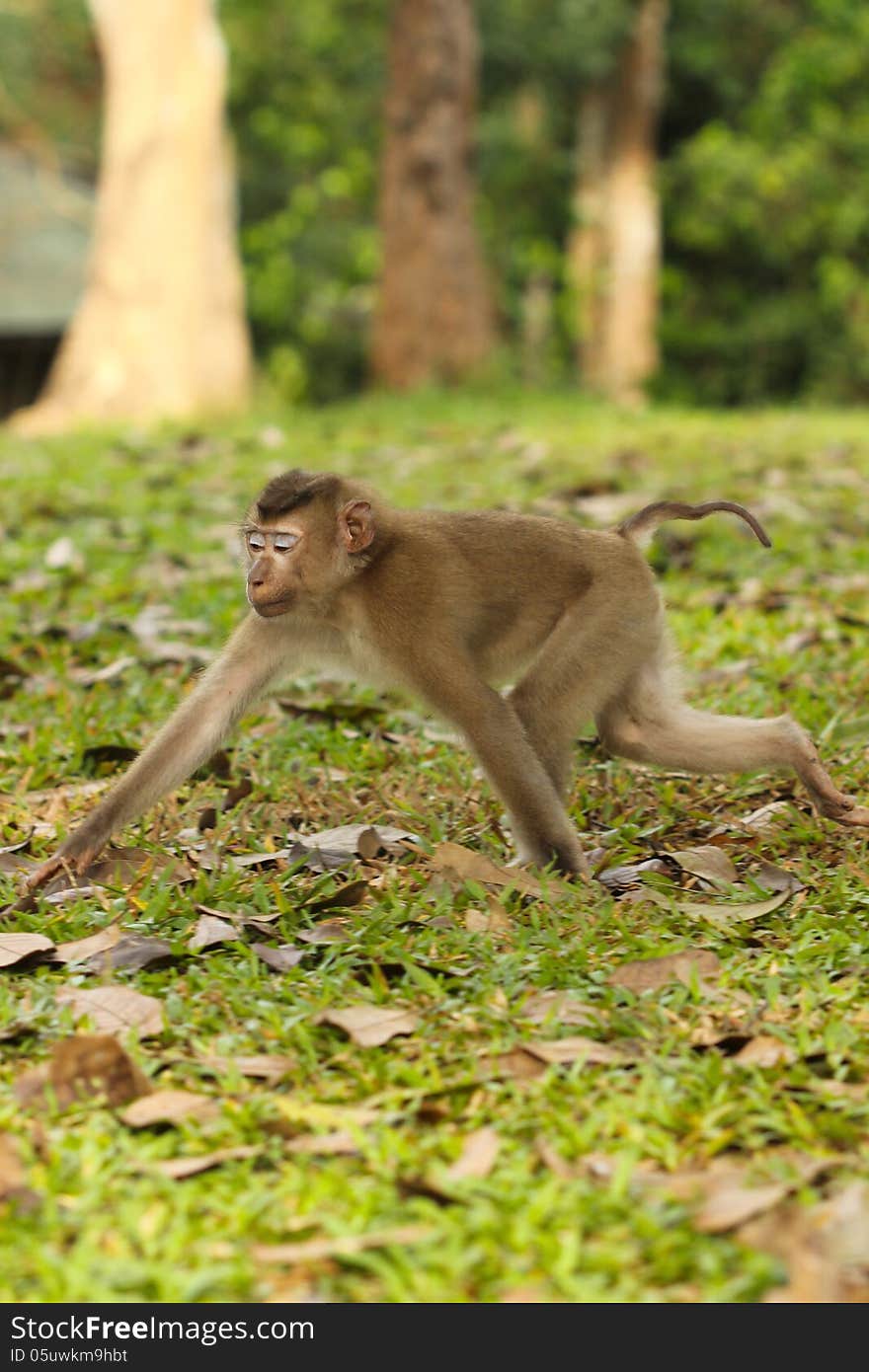 Monkey was walking