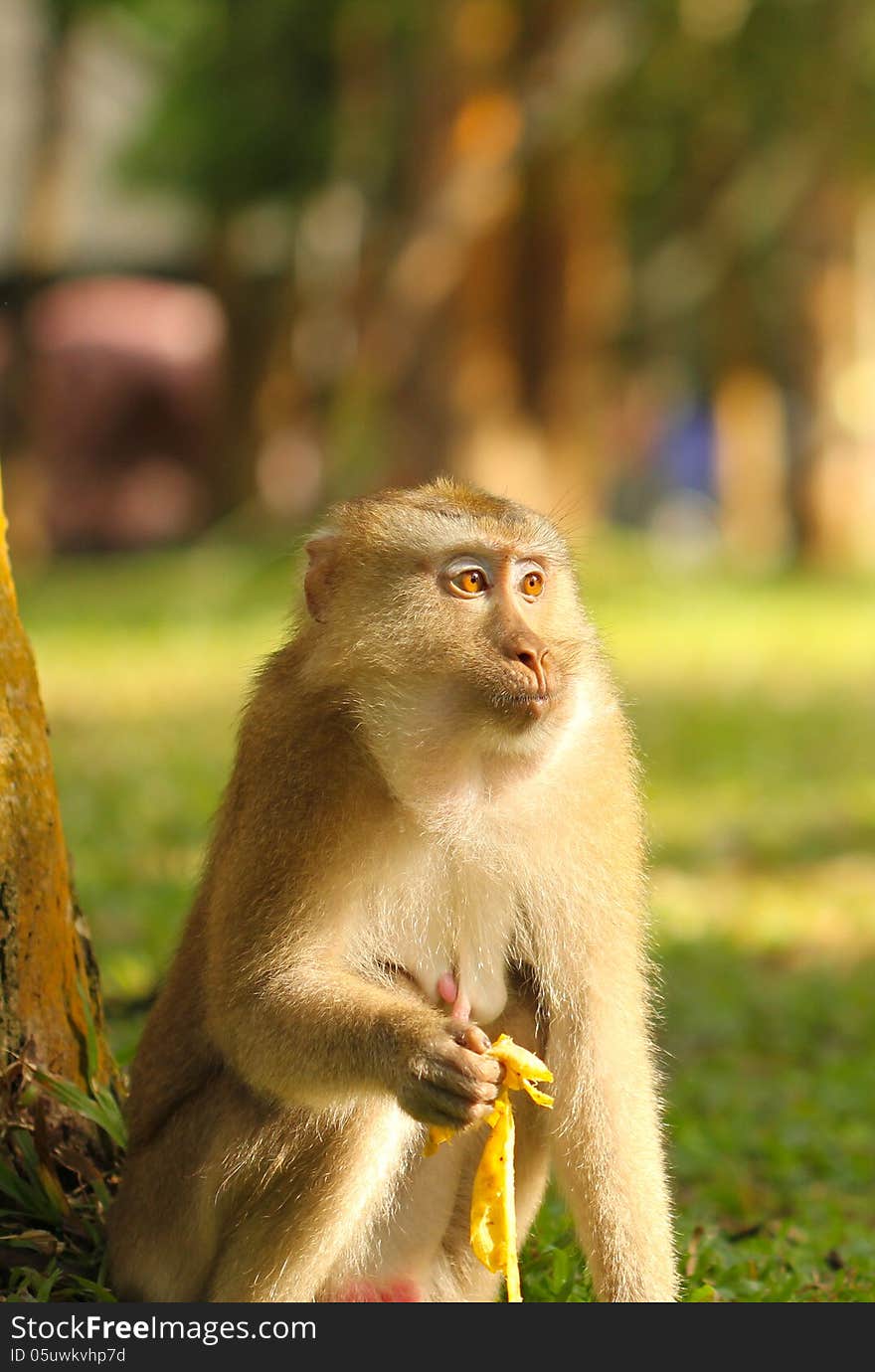 Monkey eating banana in wild