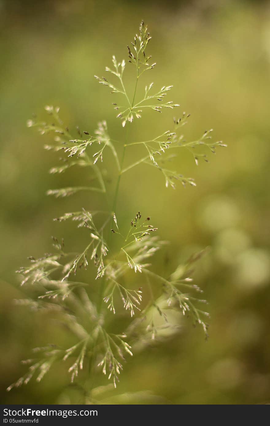 Green plant for decoration