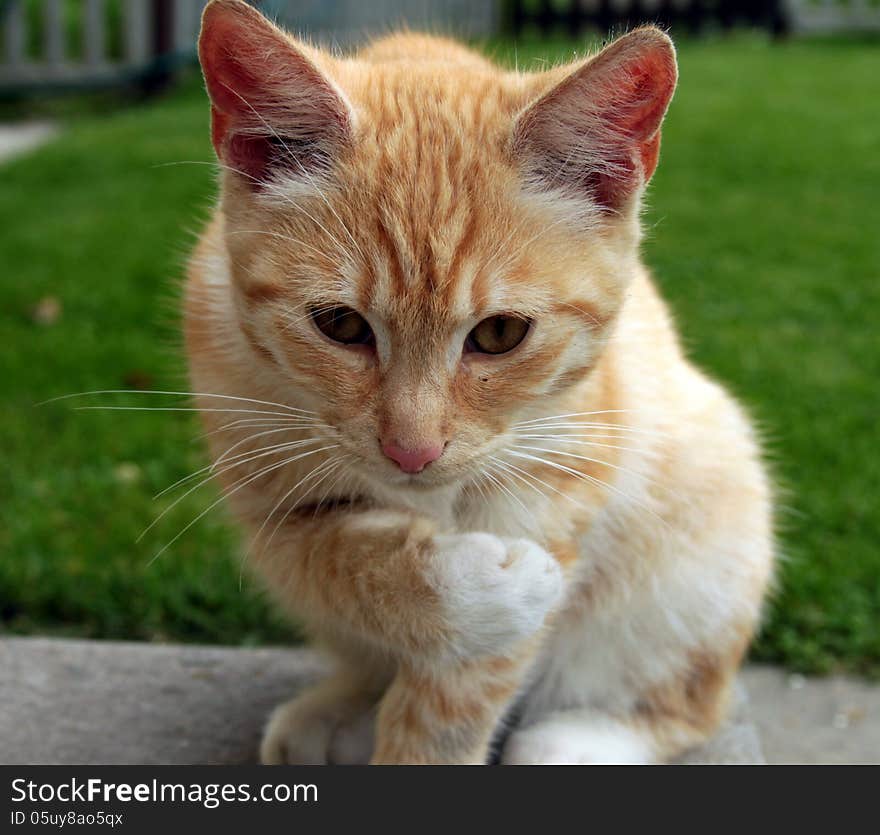 A ginger cat