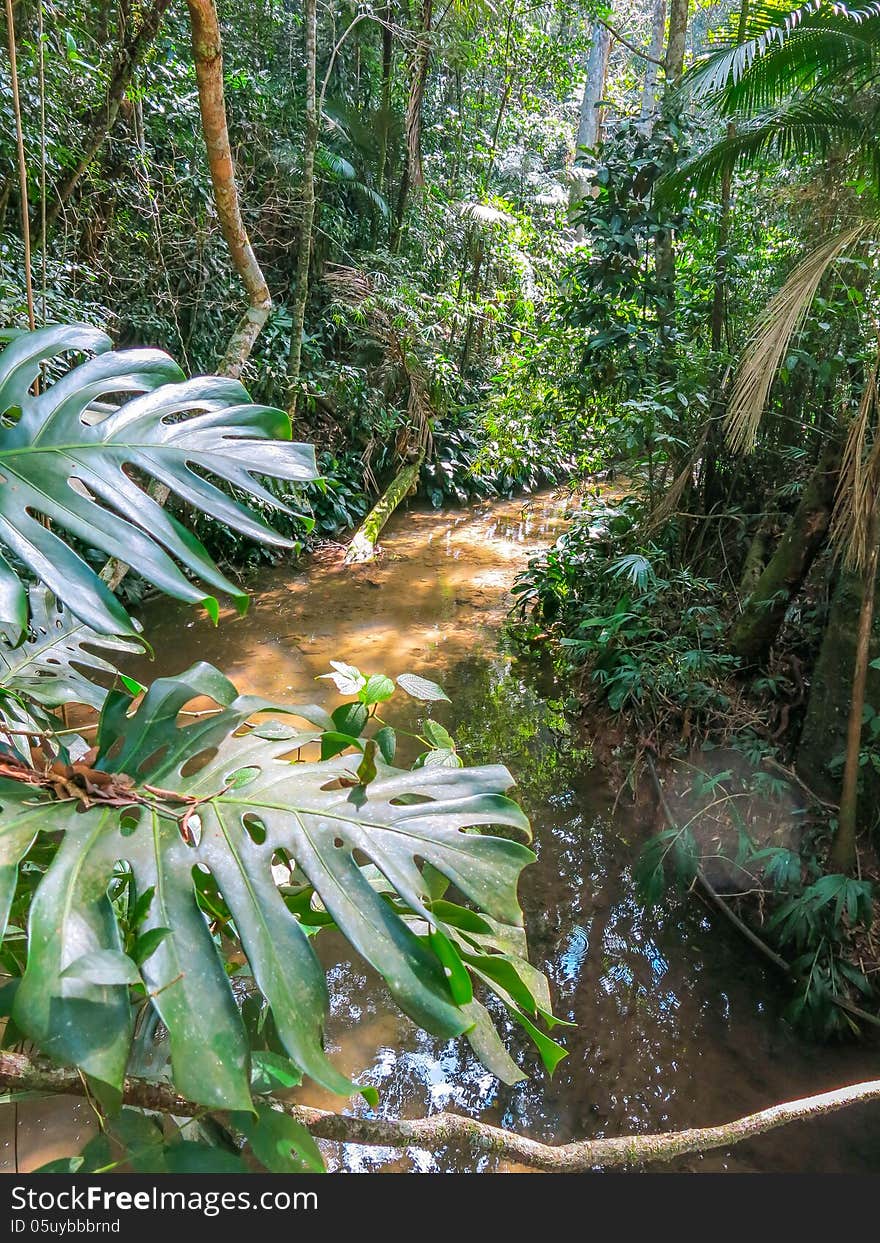 Small waterstream flows through the Brazilian jungle on a sunny day.