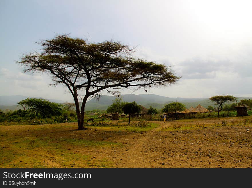 Acacia tree in Ethiopia