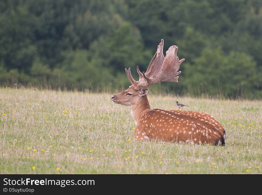 Resting fallow deer and a little bird