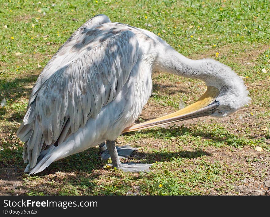 The pelican preening their white feathers. The pelican preening their white feathers