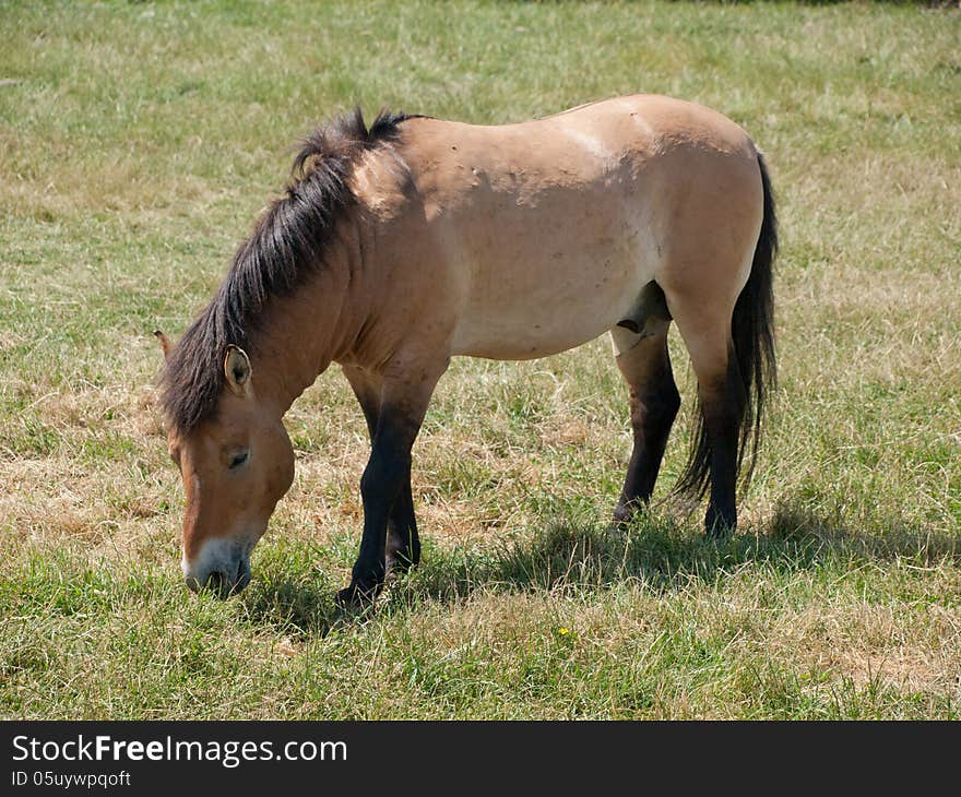 Przewalskis Horse