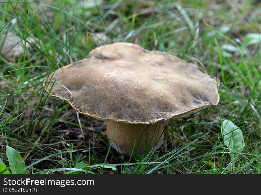 Large mushroom