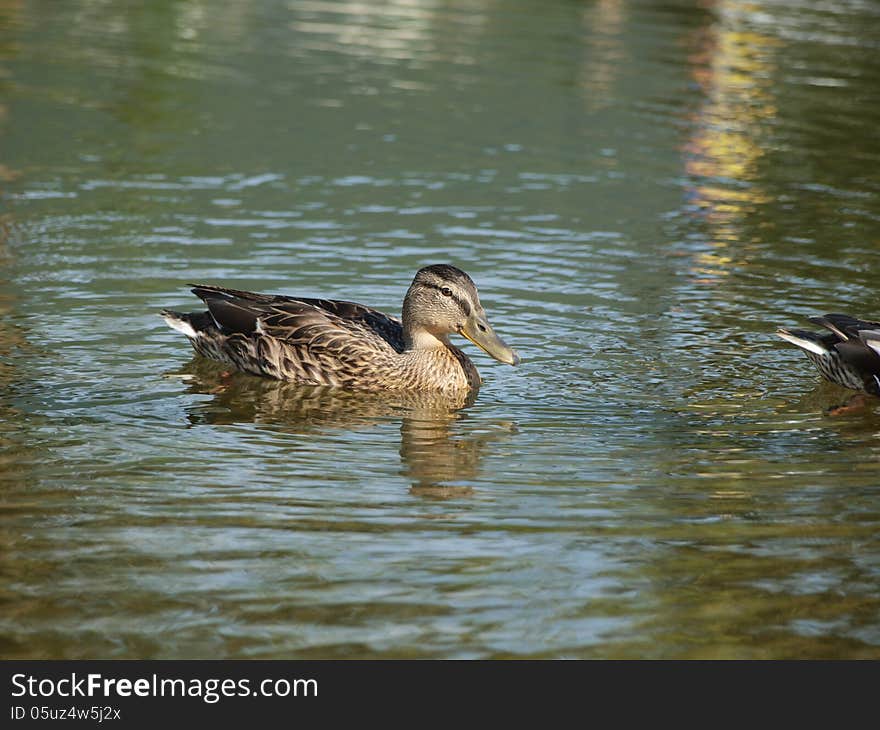 Mallard