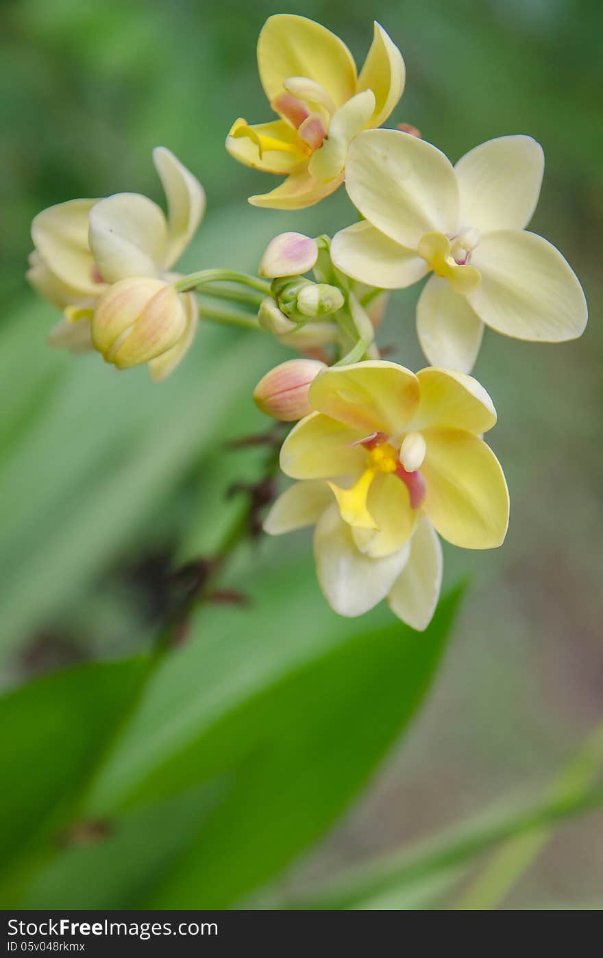 Orchid Flower