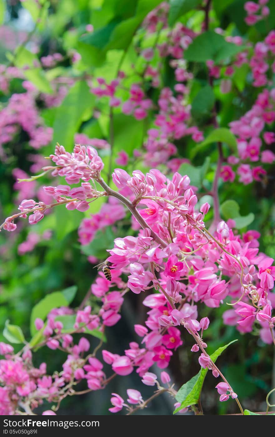 Wallpaper of pink flower in the garden