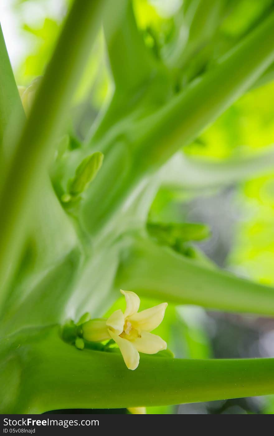 Blooming flower on the papaya tree