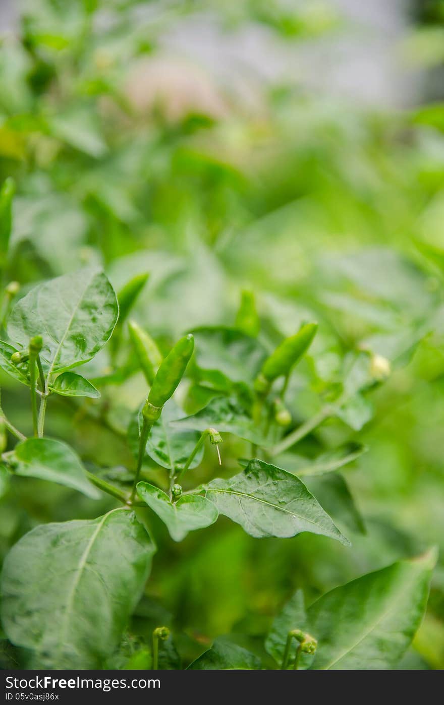 Green hot chili peppers on a tree