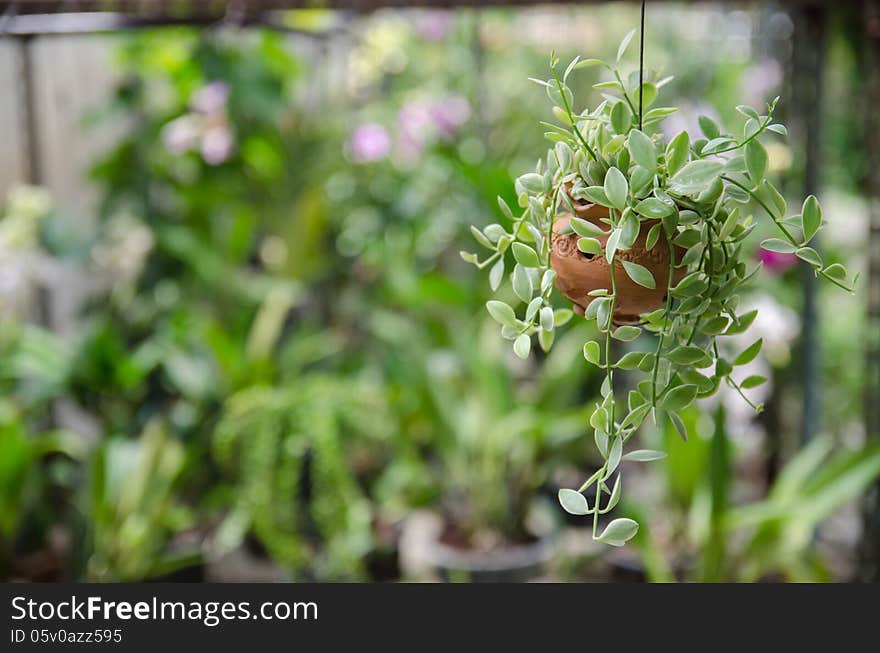 Small hanging plant for decoration