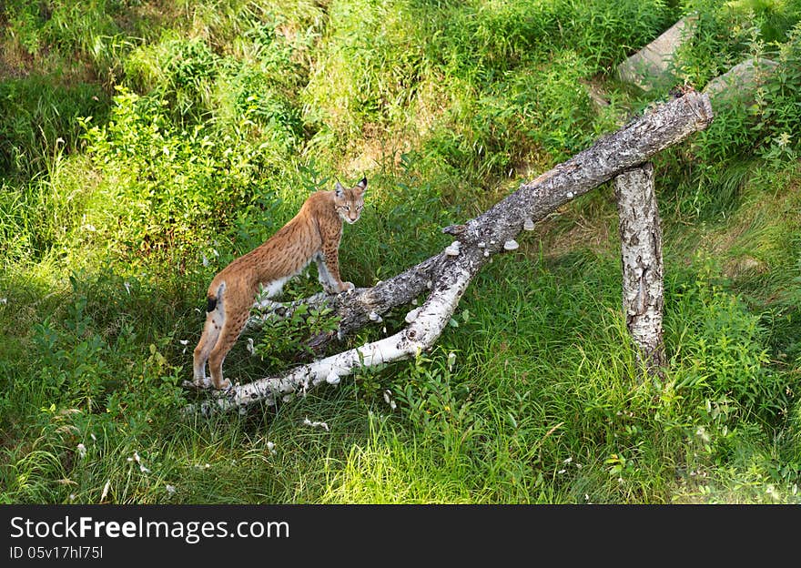 Lynx in the grass