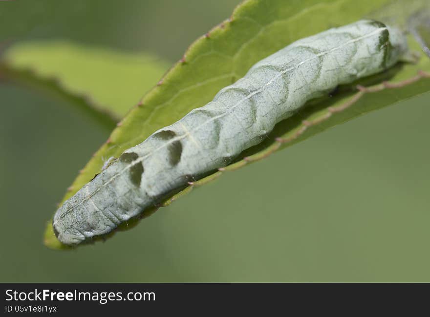 The caterpillar eats the nettle of nettle and brings the winter in the pupal stage. The caterpillar eats the nettle of nettle and brings the winter in the pupal stage.