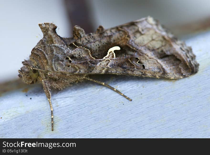 Night butterfly Scoop-gamma &x28;Autographa gamma&x29