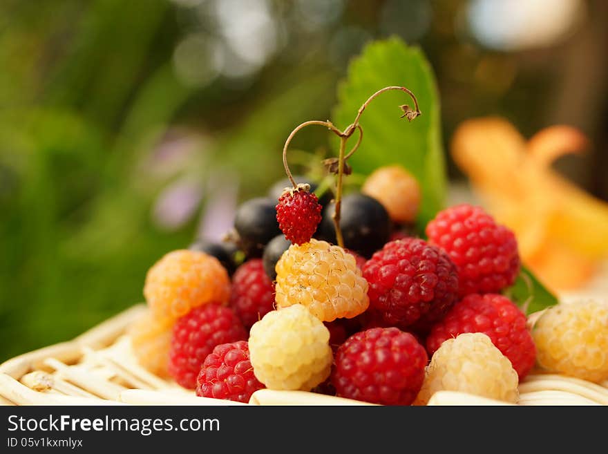 Still life of summer berries: white and red raspberry, currant and one strawberry. Still life of summer berries: white and red raspberry, currant and one strawberry