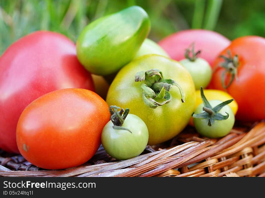 Still life of multicolored tomatoes and a wicker basket