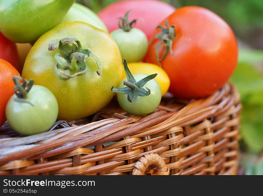 Still life of multicolored tomatoes and a wicker basket