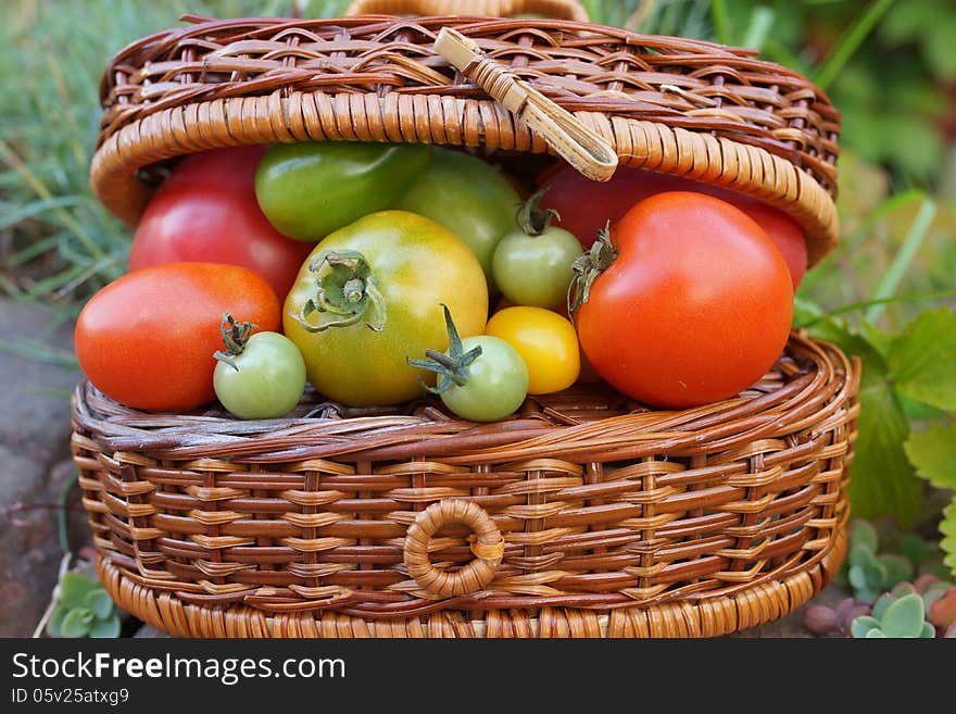 Still life of multicolored tomatoes and a wicker basket