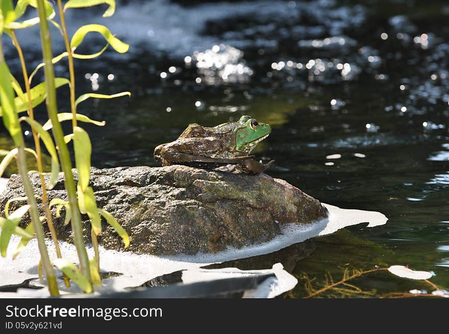 Frog In Pond