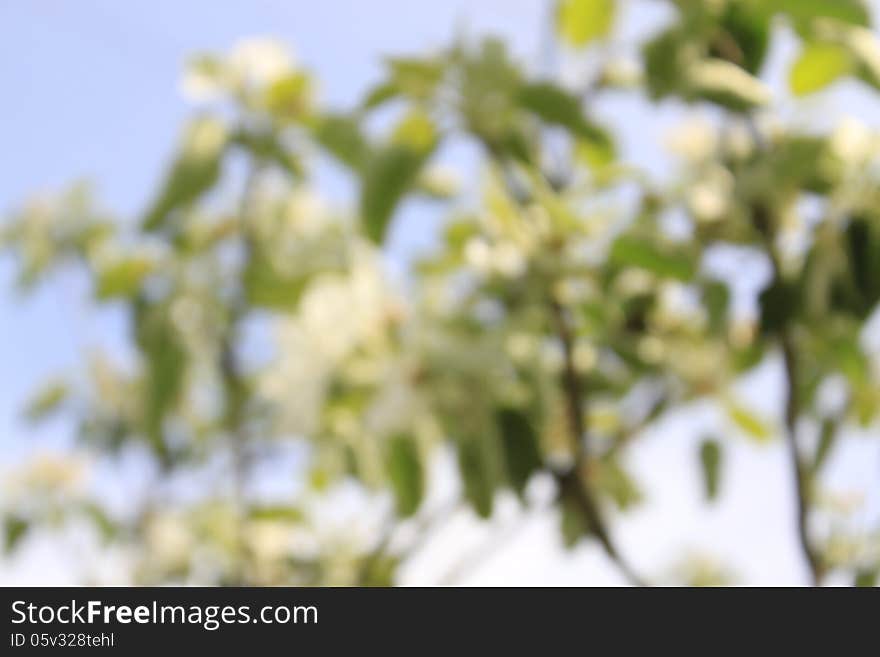 Photo illustration of flower buds with bokeh