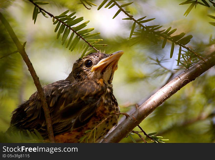 Baby bird background-1