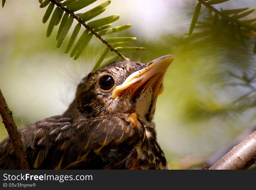 Baby bird closeup-1